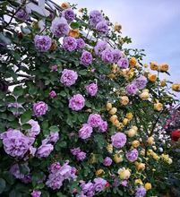 һlNޱٱ¼󻨝ͥԺֲ̨׻ļ