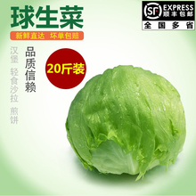 【】球生菜20斤装汉堡新鲜蔬菜沙拉食材轻食球形圆西生菜