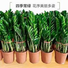 金钱树盆栽植物花卉室内客厅发财树乔迁好养绿植招财摇钱树钱串子