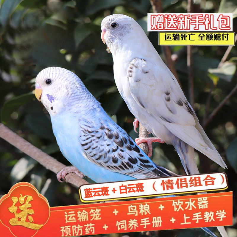 生きたオウム、生きた鳥、セキセイインコ、話す鳥、ペットの鳥、雲の斑点、小さな飼い慣らされたオカメインコ、生きた鳥|undefined