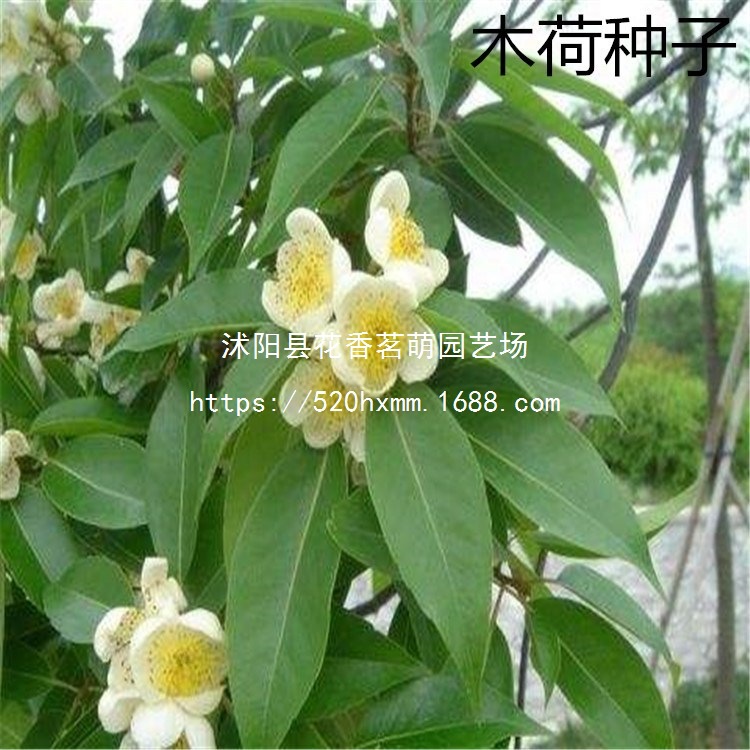 散装木荷种子林木种子木荷树种 荷木荷树种子 园林绿化行道树种子