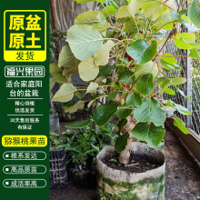 红心猕猴桃苗果树苗盆栽地栽南北方种植黄心奇异果苗软枣当年结果