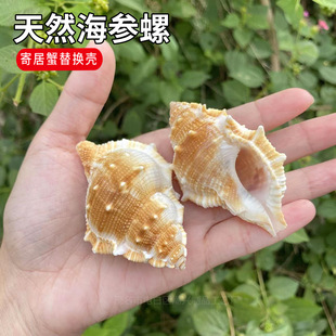 天然海螺壳扁刺螺海参螺大海螺鱼缸装饰家居收藏海洋礼物摆件贝壳-阿里巴巴