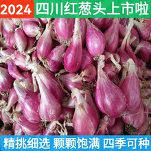 四川正宗农家四季红葱头小葱盆栽香葱火葱种子熬油植食用