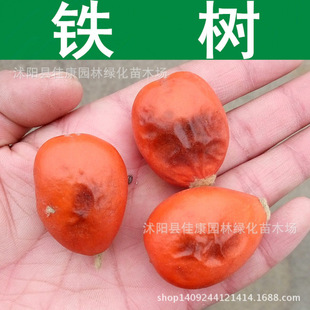 ��ľ�N�� �F��N�� �K�F�N�� �Pβ�F�N�� �Pβ�� 1��=1��