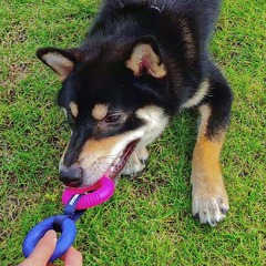 JOYSER Pet Dog Plush Sounding Toy, Sounding Ball, Rugby, Puppy Armor, Gorilla Chew-toy for Boredom Relief