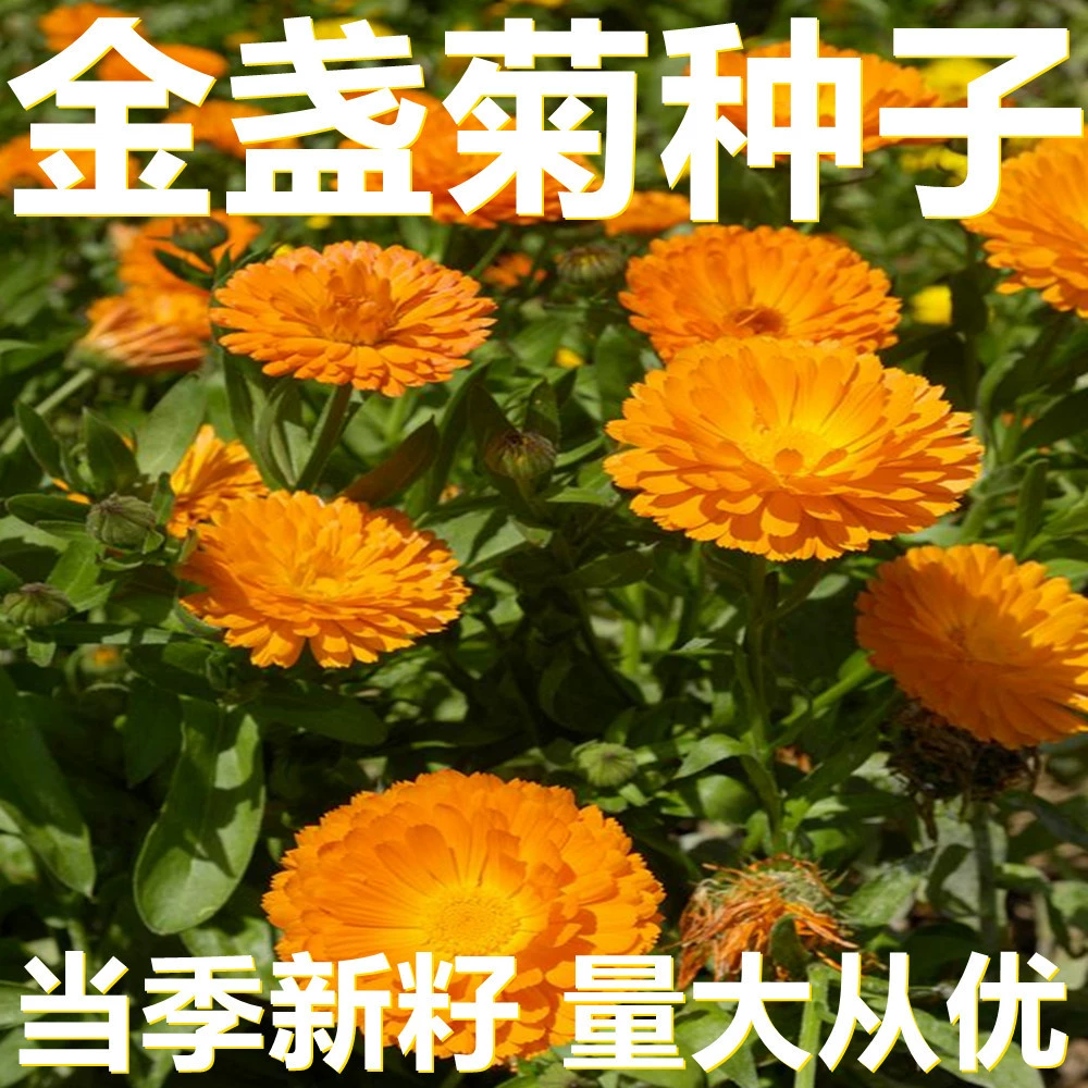 Семена календулы 250-500г в мешках оптом, прямые поставки с места происхождения, сезонные новые семена, семена садовых цветов