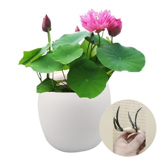 �ɻ�����ˮ�BС����ɏ�ɻ��N��ˮ��ֲ���ļ�˯ɏ�҃���Nֲ��ѿ