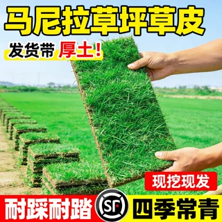 马尼拉草皮带土真草坪绿化工程别墅花园百慕大剪股颖免剪易活四季
