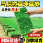 百慕大四季绿化工程剪股颖
