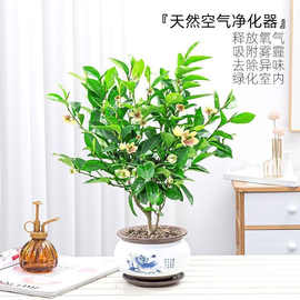 含笑花苗盆栽 香妃树苗芳香植物耐寒四季常青 庭院阳台室内外含笑