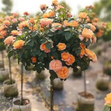 �䘶�¼������ǻ����ش󻨝������Թ�֭�̨õ���ļ��_���ͺ�����