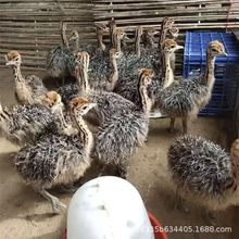供应非洲鸵鸟苗幼苗非洲成年观赏鸵鸟鸵鸟活体的价格批发鸵鸟苗