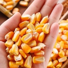 ������ι�u��10�������ӼZ��~ᄾ���Z�¼Z���u��Ͽ羳һ�����l