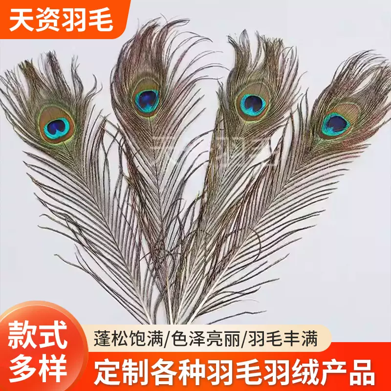 孔雀尾羽毛舞台装饰扇子耳环捕梦网采耳孔雀羽毛