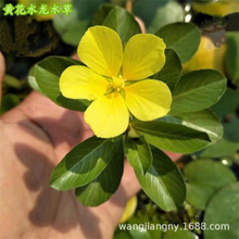 ��Ƽˮ��ֲ�ﻨ��ˮ���~���r���~�X��һ�~ɏˮ���Jˮܽ�����ѾGֲ