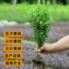 黄杨树苗瓜子黄杨苗小叶黄杨树苗庭院绿篱树苗耐寒耐旱四季常青