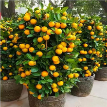 ��Ƥ��ۘ����Ԏ���������l؛�����ʳ�ý����Ә����҃��̨�Nֲ