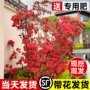南方北方地栽四季映山红