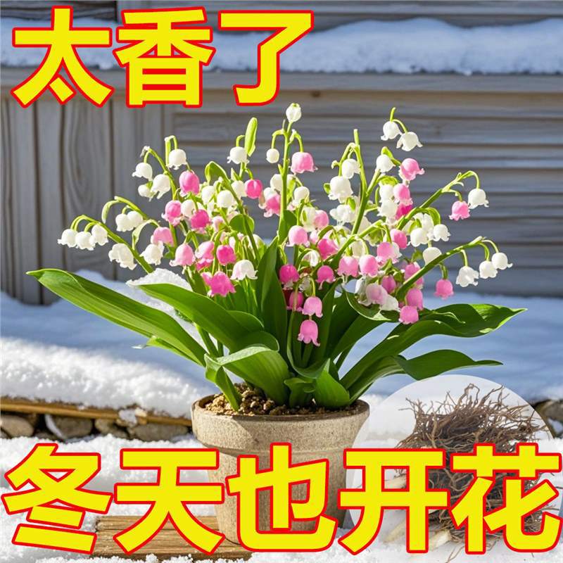 [Te doy una maceta de orquídeas con raíces y brotes, buena resistencia al frío, fragancia fuerte, plantas en floración hidroponía, flores de cultivo de tierra.