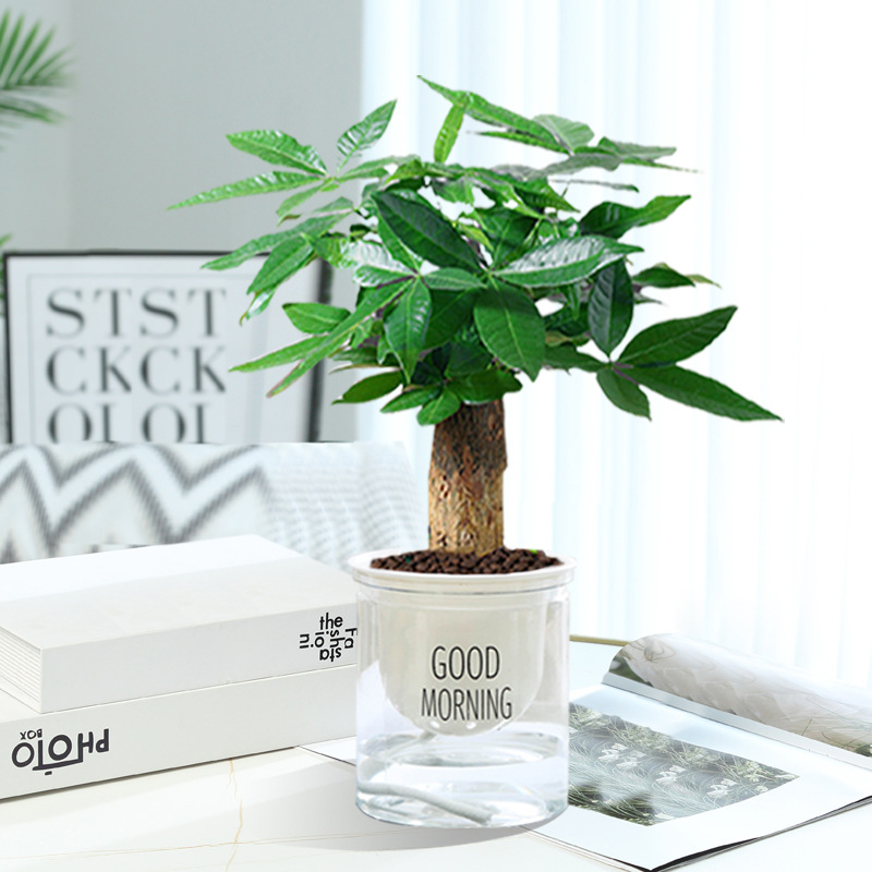 머니트리 [굿모닝 세면대] + 영양액