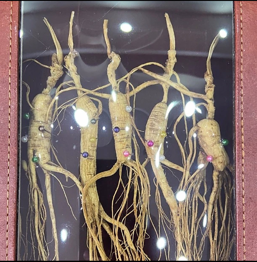 Changbai Mountain Forest Grown Ginseng Gift Box Dried Whole Roots 8 Pieces 40g key features
