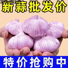 新鲜大蒜蒜红皮大干子紫皮降价山东大蒜头带头批发金乡