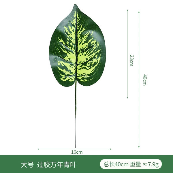 Large size, evergreen