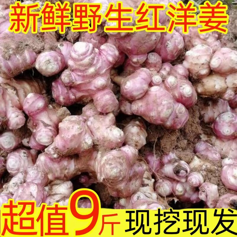 Red-Skinned Jerusalem Artichoke, Freshly Dug Islet Fruit, Purple-Skinned Jerusalem Artichoke, Devil's Ginger, Non-Spicy Jerusalem Artichoke, Pickled Pickles, Kimchi Pickles