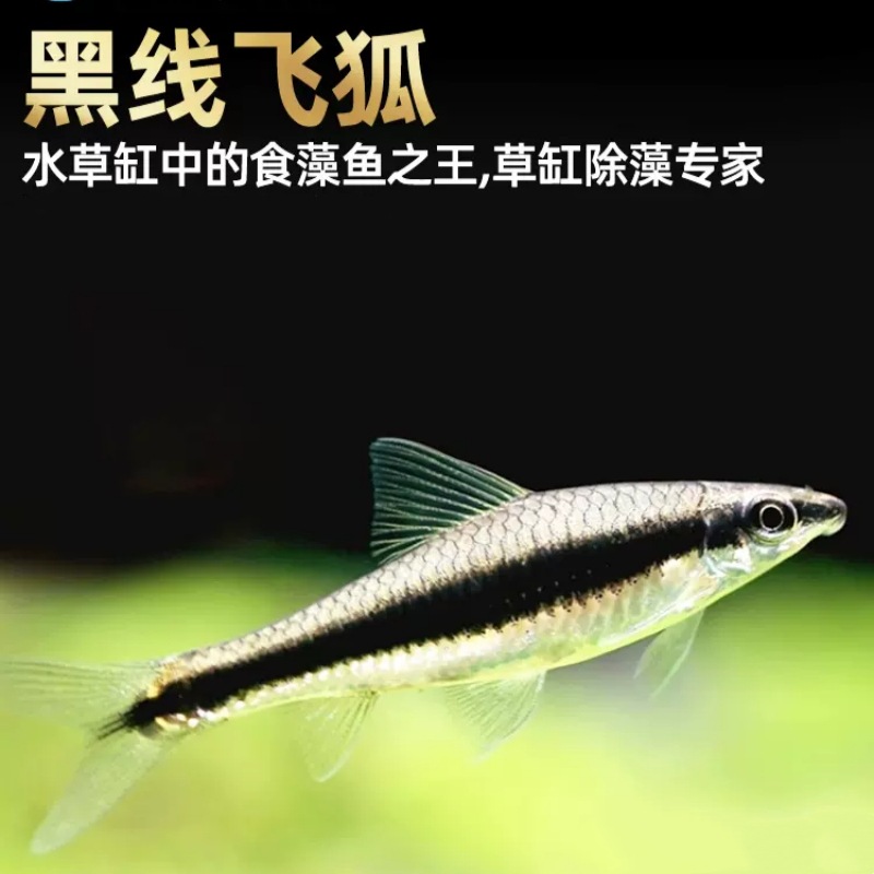黑线飞狐鱼活体热带观赏鱼活体小型鱼除藻清洁鱼一线飞狐鱼批发