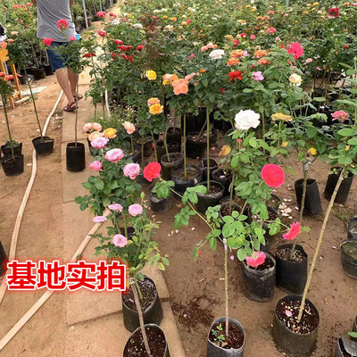 Tree Chinese rose rose Trunk grafting Big flower colour 1.5 a centimeter Deliver goods