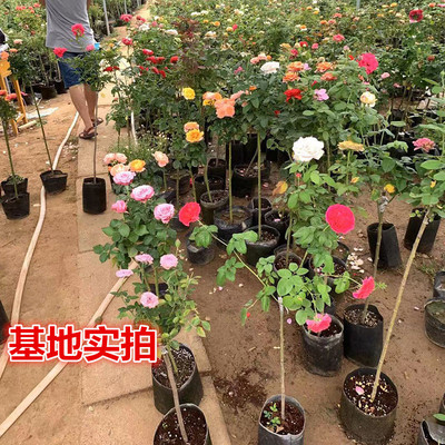 树状月季玫瑰树杆嫁接大花欧月多颜色1.5公分粗带盆原土发货