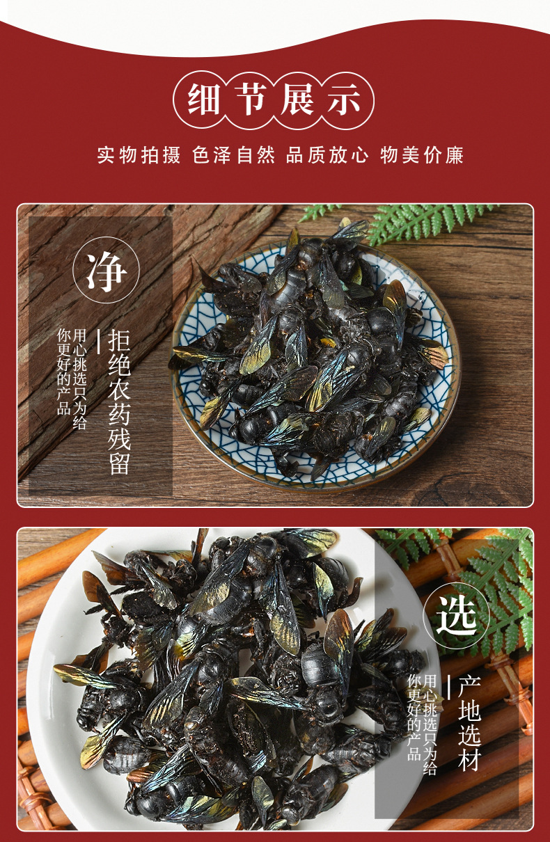 Bamboo Bee (Xylocopa dissimilis) — Dried TCM Insect Material, 500g Bulk Lot quality and texture