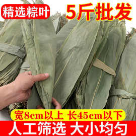 批发粽叶干粽叶新鲜粽叶苇叶箬叶棕叶子粽子节干粽叶家用包肉粽热