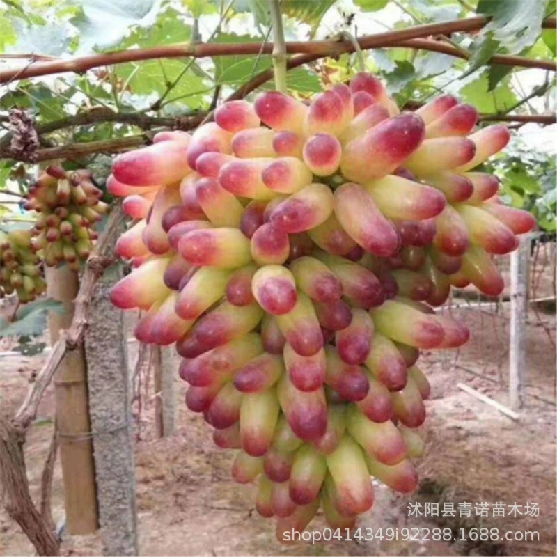 Садовый сад прямые продажи саженцы фруктовых деревьев красота пальчиковые саженцы винограда легко управлять Висячие фрукты виноградные саженцы в горшках