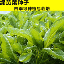 Gɫ߲˷N{˷NrҾG{˷Nӿ԰׈A~{˷N׷Nֲ