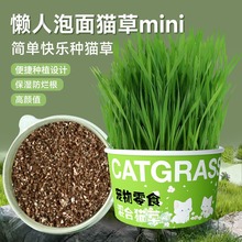 宠物猫草罐头水培无土去毛球助消化宠物零食盆栽泡面猫草宠物用品