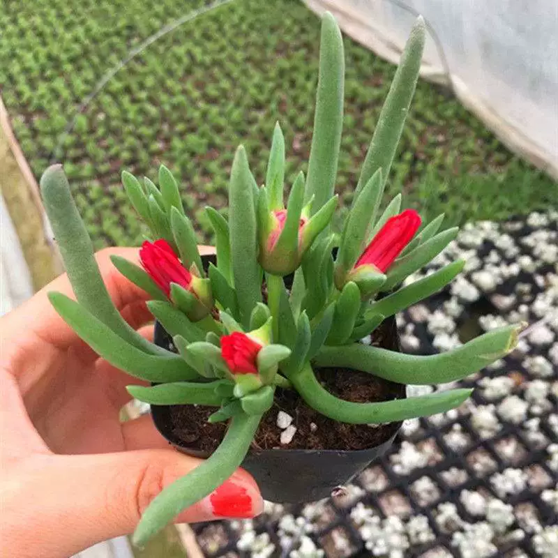 Пан Long Real shot 6,5 см справочный горшок для бассейна без почвы доставка суккулентов база прямых продаж от