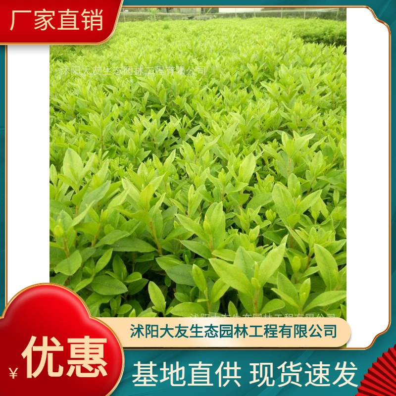 Базовые Оптовые Самодельные сорта весенних рассады Хуана Полные живописные ландшафтные работы Инженерное озеленение рассады