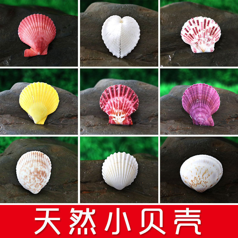 Natural Shell Shop Base Handmade Small Shell Conch Various Fish Tank Floor Wall Stickers Decorations Home Ornaments