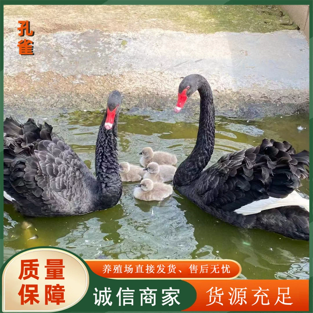 Цена черных лебедей для культурного туризма и живописных мест. Сколько стоит вырастить черного лебедя за год? Ферма черных лебедей