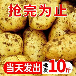 �SƤ����10�����l�߲��R�����������