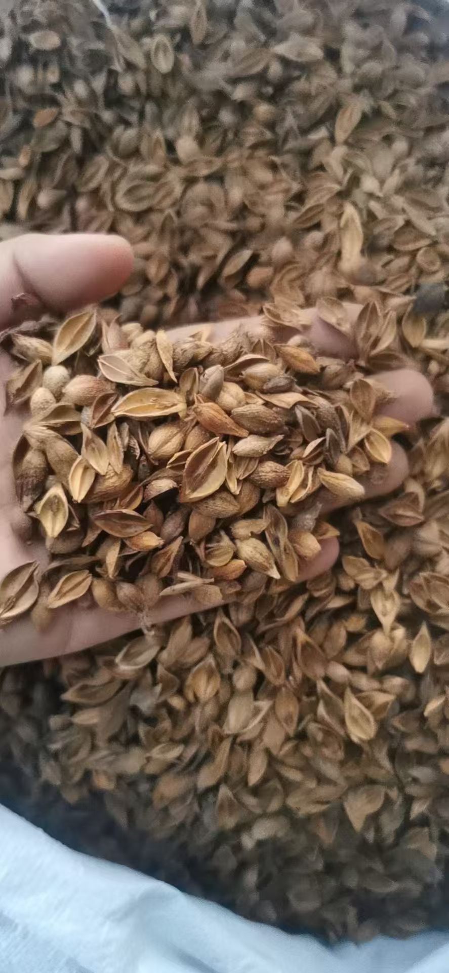 Forsythia Fruit Lian Qiao Dried Herb 500g Traditional Chinese Herbal Decoction Ingredient quality and texture