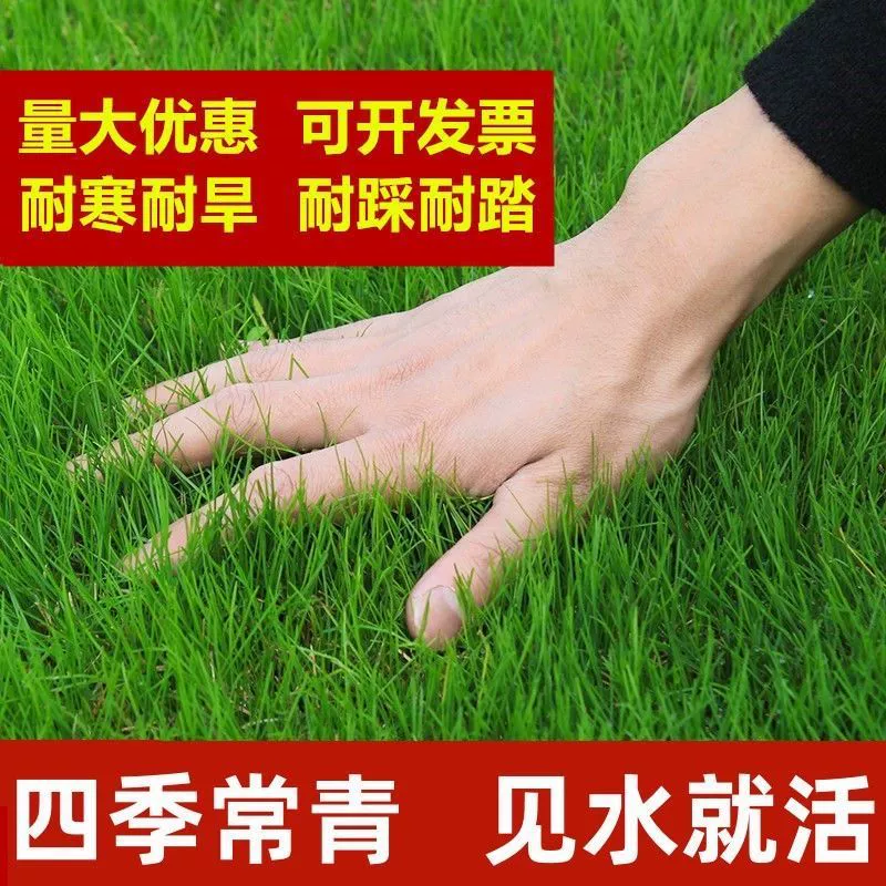 Семена газонных трав: низкорослые вечнозеленые для двора, без обрезки, для защиты склонов, люцерна, трава с зубцами, газонные семена для зеленения.