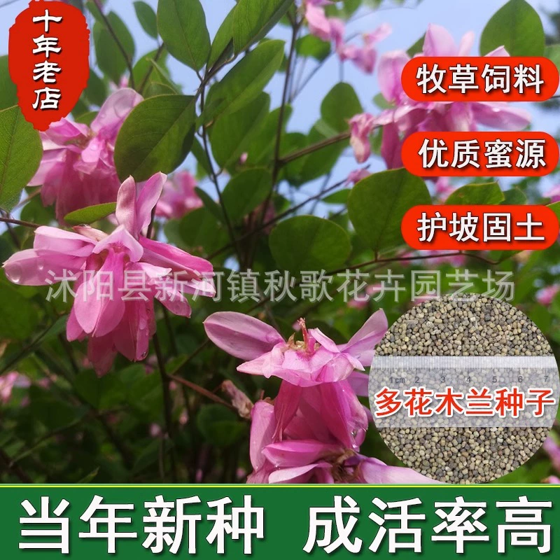 Разноцветковые семена магнолии защита склонов почвофиксирующие бесплодные холмы зеленые кусты крупного рогатого скота и овец кормовой нектар растение шиповник семена