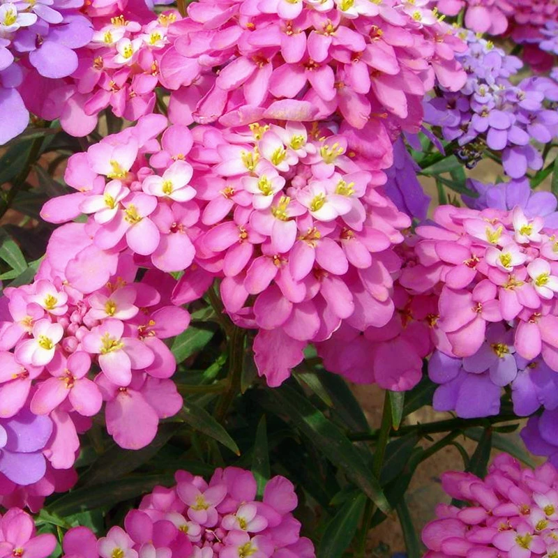 Улей Семена Цветов Пряжка Цветочный Пейзаж Садоводство Семена Цветов Четыре Сезона Посев Садовое Озеленение Семена Цветов