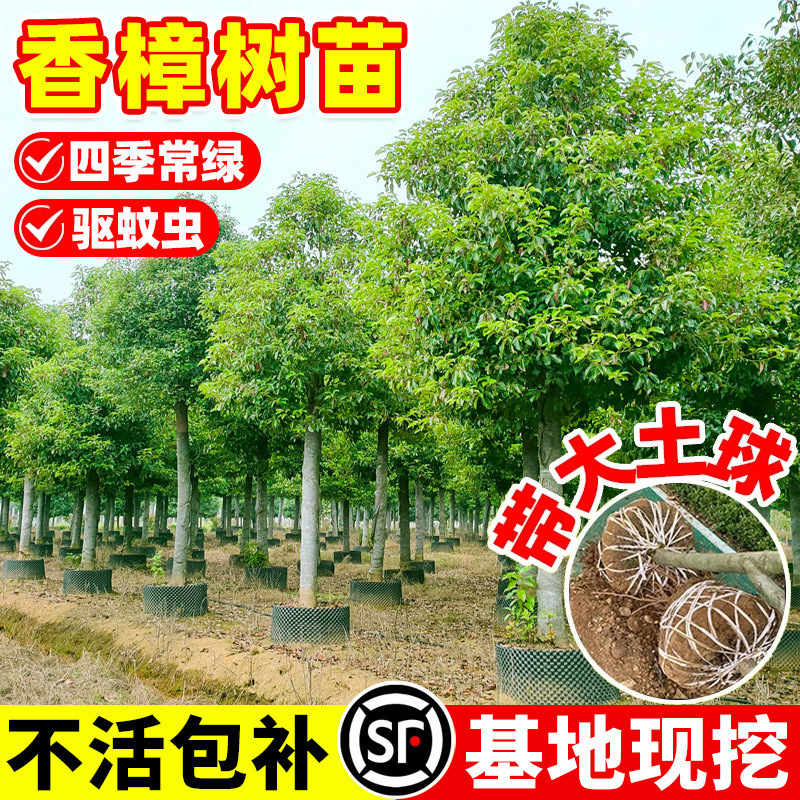 Camphor Saplings, Courtyard Sidewalks, Large-Scale Four-Season Evergreen Greening Projects, Landscape Trees, Mosquito Repellent and Insect Repellent Small-Leaf Camphor Saplings
