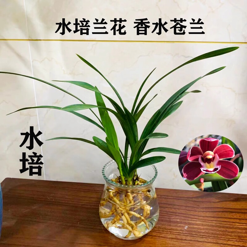 Hydroponic Perfume Freesia Orchid Seedlings Indoor Plants Strong Fragrance All Year Round Building Florals Cold-Resistant Plants Winter with Flower Buds Batch