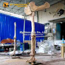马门溪龙骨架腿骨比例还原摆件 恐龙骨骼模型橱窗家居工艺品摆设