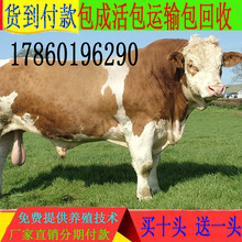 提供养殖技术 西门塔尔牛 三个月小牛 活牛出售